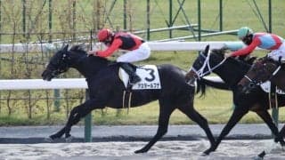 【新馬/京都4R】ジョーカプチーノ産駒 アスタールフナが差し返してV