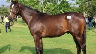 【JRA新馬戦】ダービー馬、菊花賞馬のきょうだいにGI4勝馬の仔など良血馬が多数デビュー