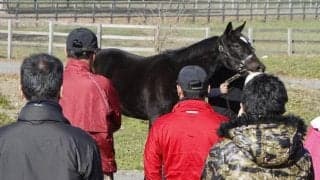 馬体や手入れ、展示を競う「令和6年度当歳馬品評会」が開催