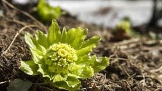 ふきのとうの驚くべき効果効能