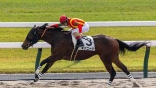 【新馬/京都4R】外国産キアニーナが断然の支持に応える