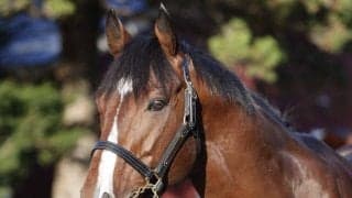 種牡馬入りのプロミストウォリア ブリーダーズ・スタリオン・ステーションに到着