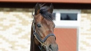 無敗の皐月賞馬ジャスティンミラノ 種牡馬生活を送るブリーダーズSSに到着