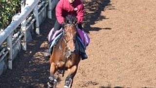 パーフェクトパールなど、先週のゲート試験/栗東トレセンニュース