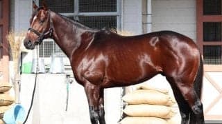 ジャパンCでGI連勝へ 「もう言葉はいらない」「文句がつけようのない好状態」と馬体派記者も仕上がり絶賛