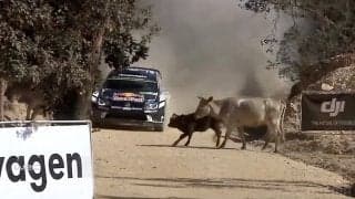 ウソだろ…伝説のラリードライバー、一瞬のドラテクにスタジオ騒然！ あわや牛に衝突も「見えている」神業回避の“達人芸”