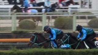 プラダリア、香港ヴァーズ追い切り速報/栗東トレセンニュース