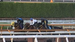 メイショウハリオ、チャンピオンズC1週前追い切り速報/栗東トレセンニュース