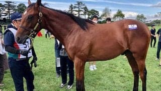 【JRA新馬戦】19年の年度代表馬リスグラシューの半弟ネブラディスクなどがデビュー