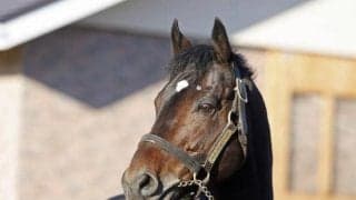 ニューイヤーズデイが社台SS→優駿SSに移動 今年は154頭に配合