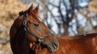 種牡馬ダノングッドが九州→北海道新冠町の白馬牧場に移動 ダノンレジェンド＆ダノンキングリーのきょうだい