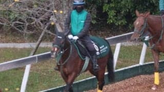 パンジャタワーなど、先週の入厩情報/栗東トレセンニュース