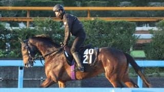 クロウキャニオンの2022(キャニオンデシェイ)など、先週のゲート試験/栗東トレセンニュース