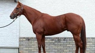 「現役最強マッチョの有終を見届けましょう」 チャンピオンズC連覇へ仕上がり遜色ナシ！