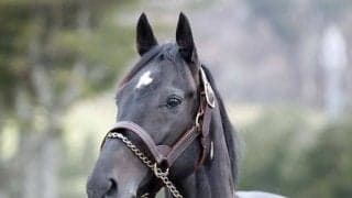 20年デイリー杯2歳S覇者レッドベルオーブ 種牡馬生活送るアロースタッドに到着