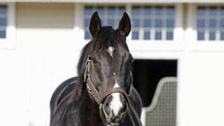 ホッコータルマエが優駿スタリオンステーションに移動