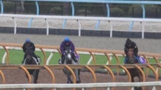 叔父にGI馬ポタジェがいる血統 土曜京都で初陣迎えるオーレアミスト/関西馬メイクデビュー情報