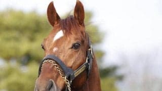 22年AR共和国杯覇者ブレークアップがイーストスタッドに到着 来年から同牧場で種牡馬入り