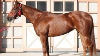 「筋肉の質が2歳馬離れ」 阪神JFでGI制覇に期待できる馬とは