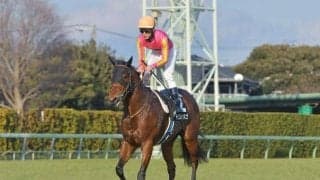 【カペラS展望】距離短縮で間隔の詰まったローテーションの馬が好走傾向