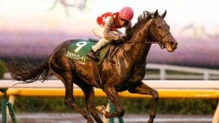 ステラヴェローチェが日本軽種馬協会静内種馬場で種牡馬入りへ 25年シーズンから