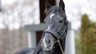 ステラヴェローチェが日本軽種馬協会静内種馬場に到着 父バゴと同じ厩舎で新生活スタート