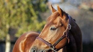 レモンポップがダーレー・ジャパン・スタリオンコンプレックスに到着