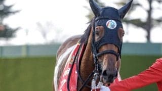 【ターコイズS】ミアネーロ、イフェイオンらが登録