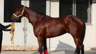 シルエットも瓜二つ、父ディーマジェスティと“似たもの同士” 朝日杯FSのV筆頭候補とは？