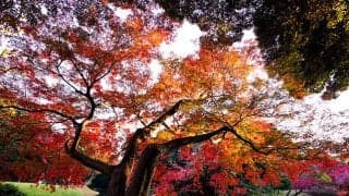 百人一首にも詠まれた小倉山特別が26年ぶり復活 今月は古都ならではのレース名たちズラリ