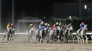 芦毛馬14頭による対決 13日に川崎で「ホワイトクリスマス賞」