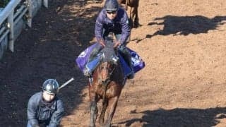 シャッセロールの2022(ランヴェルスマン)など、先週の入厩情報/栗東トレセンニュース