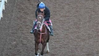 テリオスミナなど、先週のゲート試験/栗東トレセンニュース