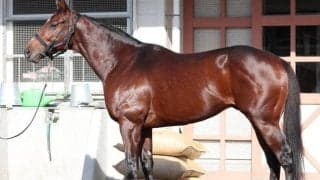 ドウデュースの“強さの秘訣”は馬体のどこにある？ 秋2戦とは異なるグランプリ仕様の肉体で有馬記念連覇へ