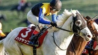 【有馬記念枠順】ハヤヤッコは8枠15番に決定 国枝師「ピンクでも大丈夫でしょう」