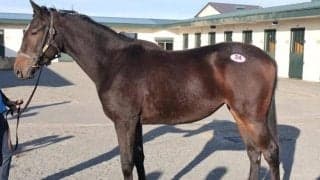 【JRA新馬戦】エフフォーリアの全妹ジョスラン、デアリングタクトの全妹デアリングエアなどがデビュー