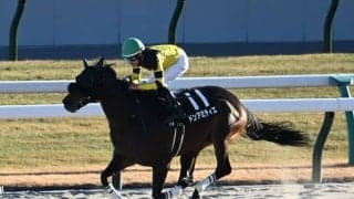 【りんくうS結果】ドンアミティエが突き抜けオープン初勝利