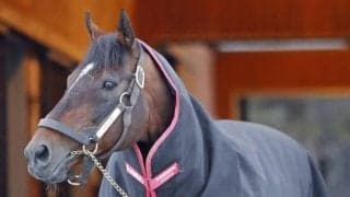 モーリスやパンサラッサなど 5頭のシャトル種牡馬がオーストラリア・ニュージーランドから帰国