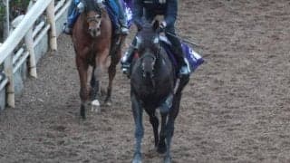 センツブラッドなど、先週の入厩情報/栗東トレセンニュース