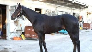 成長次第ではイクイノックスに近づいても…!? 将来性を含めて高評価を下したホープフルS出走馬とは