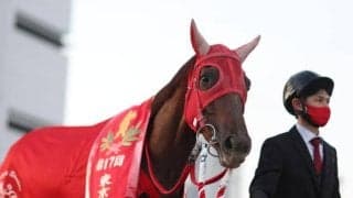 【大井・東京シンデレラマイル枠順】ラストランのスピーディキックは7枠13番