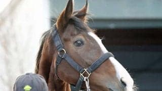 繁殖馬となるメロディーレーンが岡田スタッドに到着 「配合種牡馬は…」