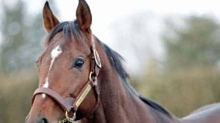 ドウデュースが社台スタリオンステーションに到着 初年度産駒は早ければ2028年にデビュー予定