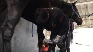 【装蹄師・西内荘コラム】名馬シンザンと同じ特徴を持つマジックサンズ