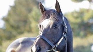 21年全日本2歳優駿ほか重賞3勝 ドライスタウトがブリーダーズ・スタリオン・ステーションに到着