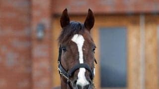 22年マイルCS覇者セリフォス 種牡馬生活送る優駿SSに到着