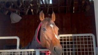 芝路線だけでなくダート王者の誕生も 社台SSのスタッフも期待寄せる“種牡馬ドウデュース”のポテンシャル