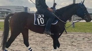 AIが競走馬の一生を変える？ 馬用のアップルウォッチ「EQUTUM」に迫る/株式会社ABEL大島秀顕代表インタビュー