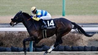 【ポルックスS】アクションプランがオープン初勝利…メイクアリープは落馬競走中止