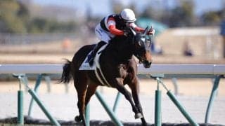 【新馬/中京5R】トワイライトシティがデビューV…ドーブネ半弟は2着